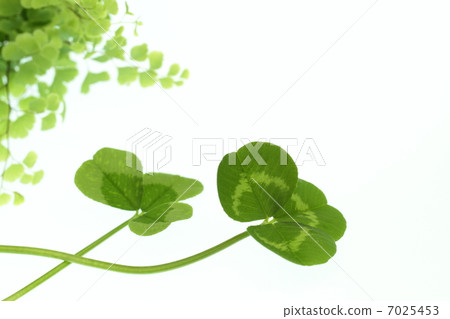 Clover's Tinte veil 7025453