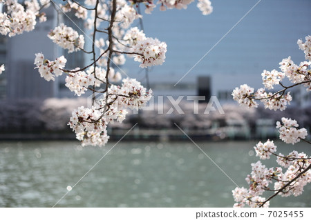 Spring landscape 7025455