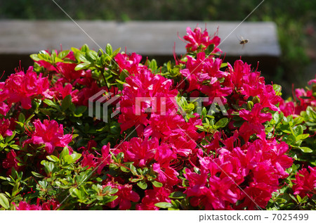 杜鵑花杜鵑花蜂蜜蜂 杜鵑花杜鵑花蜂蜜蜂 7025499