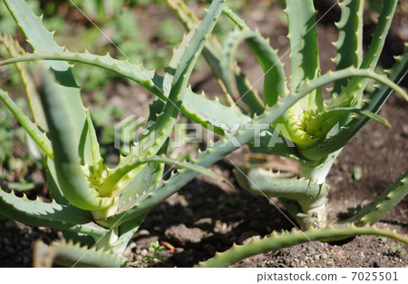 蘆薈Kidachiaroe蘆薈 7025501