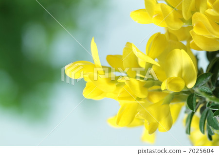 Golden-colored caterpillar flower 7025604