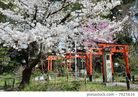 Hirano Shrine, Yoshino cherry tree of Sakuragike 7025616