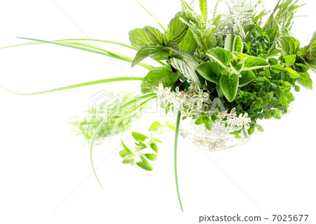 新鮮香草的安排 7025677