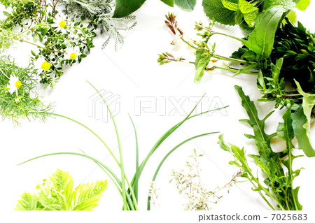 Herbs and herbal flowers 7025683