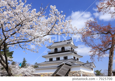 Cherry blossom Shiroishi castle (Masuoka castle) Cherry blossom Shiroishi castle (Masuoka castle) 7025700