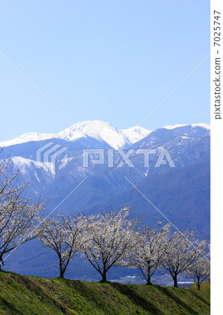 櫻花樹和米庫米河堤防的中央阿爾卑斯山 櫻花樹和米庫米河堤防的中央阿爾卑斯山 7025747