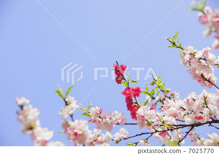 April Flower Hanamomo · Rosaceae 29 Gempeimomo 7025770