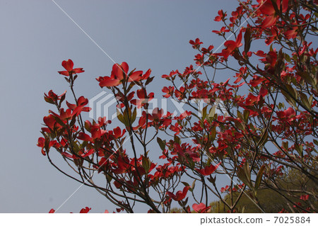 花樹 花樹 7025884