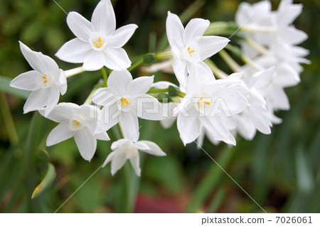 紙白：Tazetta Narcissus（盛開的水仙花） 7026061