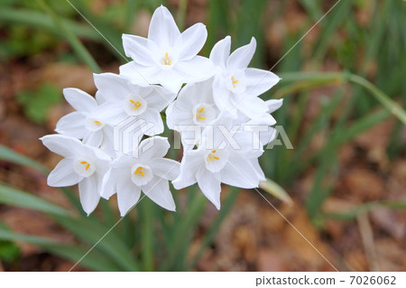 紙白：Tazetta Narcissus（盛開的水仙花） 7026062