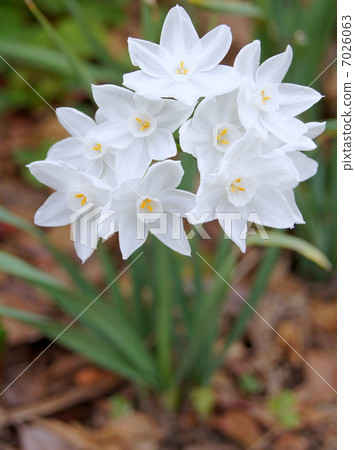 紙白:Tazetta Narcissus(盛開的水仙花) 紙白:Tazetta Narcissus(盛開的水仙花) 7026063