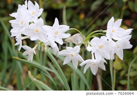 紙白 Tazetta Narcissus 盛開的水仙花 照片素材 圖片 圖庫