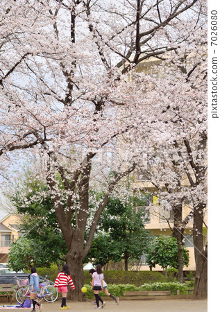 Spring in the park 7026080