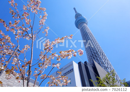 東京天空樹傳播藍天和雙重櫻桃樹在盛開 7026112