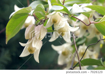 Yunnanensis: Winter blossom clematis Yunnanensis: Winter blossom clematis 7026120