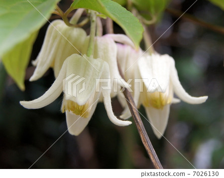 Yunnanensis: Winter blossom clematis Yunnanensis: Winter blossom clematis 7026130
