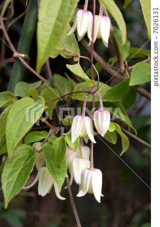 Yunnanensis:冬天開花鐵線蓮 Yunnanensis:冬天開花鐵線蓮 7026131