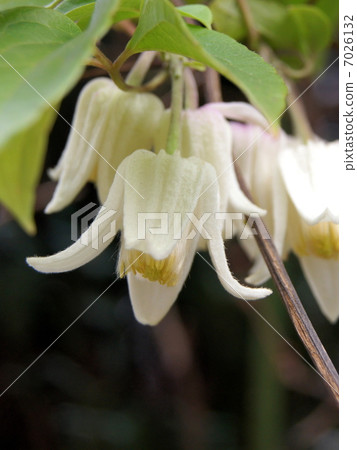 Yunnanensis：冬天開花鐵線蓮 7026132