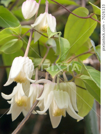 Yunnanensis：冬天開花鐵線蓮 7026133