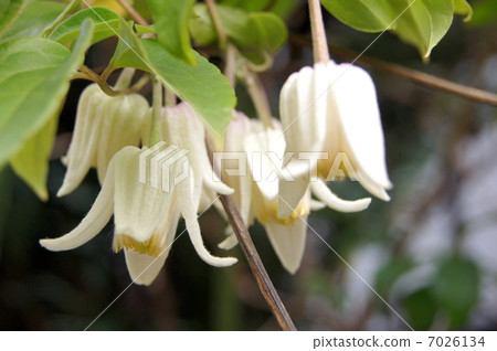 Yunnanensis：冬天開花鐵線蓮 7026134