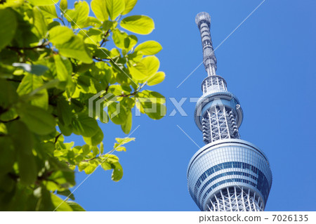 東京天空樹傳播藍天和Kobushi年輕葉子 東京天空樹傳播藍天和Kobushi年輕葉子 7026135