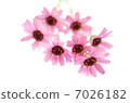 rodansemamu, bloom, blossom 7026182