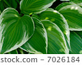 hosta, welsh onion flower, foliage 7026184