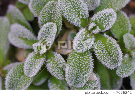 Frost (closeup) Frost (closeup) 7026241