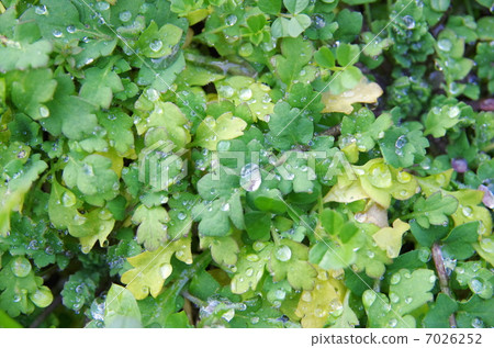 Water drop on the grass Water drop on the grass 7026252