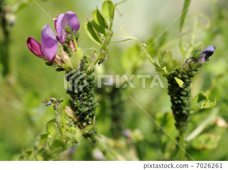 蚜蟲聚集在草叢中 蚜蟲聚集在草叢中 7026261
