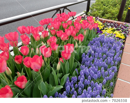 春天的花朵 春天的花朵 7026338