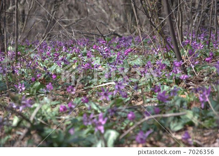 Kakudayama的Kakuta 7026356