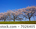 cherry blossom, cherry tree, bloom 7026405