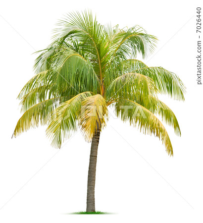 Coconut tree 7026440