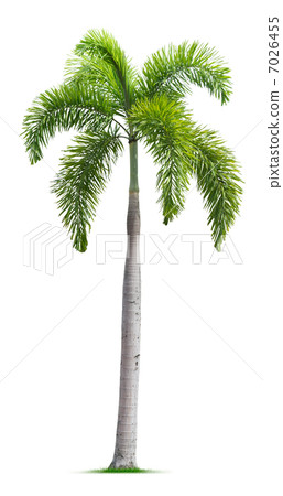 Foxtail palm tree 7026455