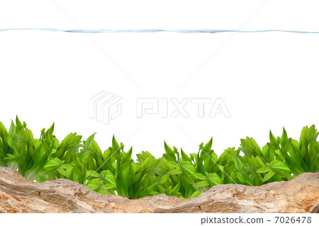 Aquarium background Aquarium background 7026478