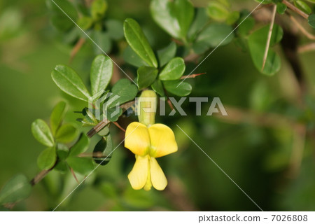 Muzuresu sparrows Caragana sinica 7026808