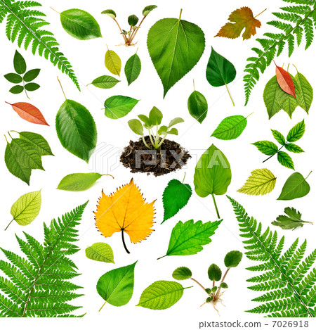Collection of leaves 7026918