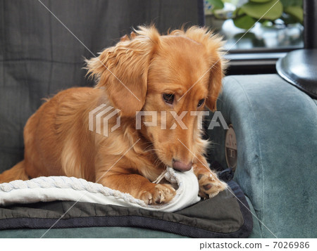 微型臘腸犬緩衝墊子 微型臘腸犬緩衝墊子 7026986