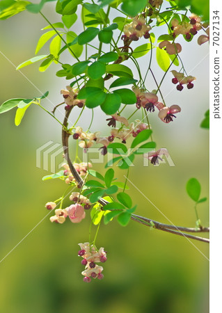 Akebi flower 7027134