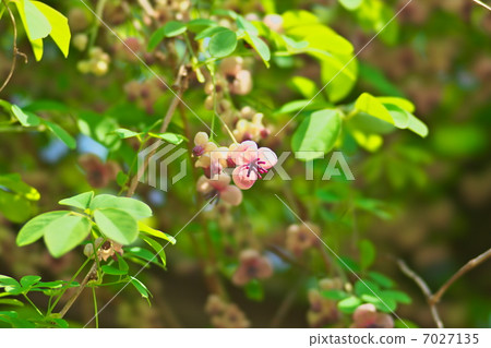 Akebi flower Akebi flower 7027135