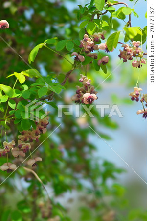 Akebi flower 7027137