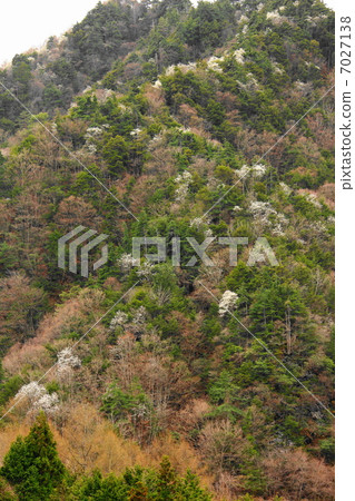 Kobushi blooms in the valley Kobushi blooms in the valley 7027138