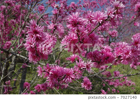 Chryomomo _盛開 7027140