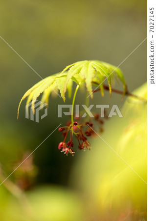 Acer palmatum Acer palmatum 7027145