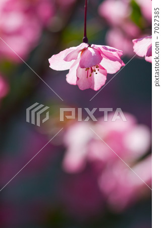 Cherry blossom picture material Cherry blossom picture material 7027385