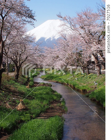 富士和櫻花 7027516