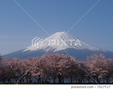春天富士 7027517