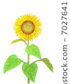 sunflower	 7027641