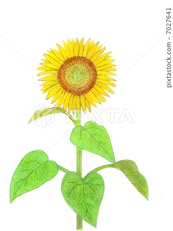 sunflower	 7027641